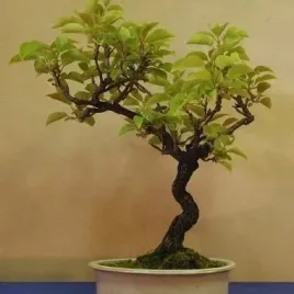 aktinidia-ostrolistna-mini-kiwi-na-bonsai-actinidia-arguta-50-nasion