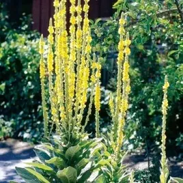 dziewanna-wielkokwiatowa-verbascum-densiflorum-100-nasion