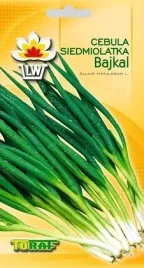 cebula-siedmiolatka-bajkal-allium-fistulosum-l