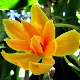 michelia-champaca-drzewo-radosci-magnolia-champaca-3-nasiona