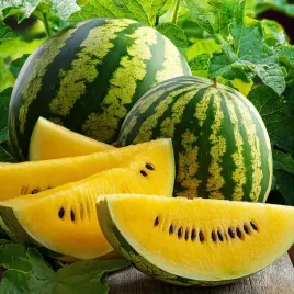zolty-arbuz-luteo-f1-soczysty-slodki-smaczny-citrulus-lanatus-7-nasion