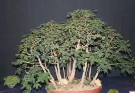 albizia-lophantha-paraserianthes-lophantha-10-nasion