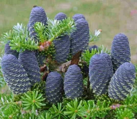 jodla-koreanska-abies-koreana-25-nasion-mrozoodporna-do-ogrodu-i-na-taras