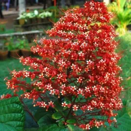 kwiat-pagody-do-mrozoodporny-do-6-c-clerodendrum-paniculatum-2-nasiona