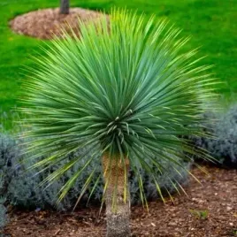 mrozoodporna-jukka-rostrata-gray-green-yucca-rostrata-linearis-3-nasiona