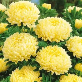 aster-wysoki-peoniowy-zolty-callistephus-chinensis-500-nasion