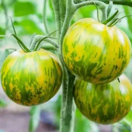 pomidor-tyczny-zielony-green-zebra-solanum-lycopersicum-80-nasion