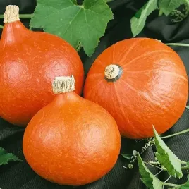 dynia-uchiki-kuri-hokkaido-z-jadalna-skorka-cucurbita-maxima-10-nasion