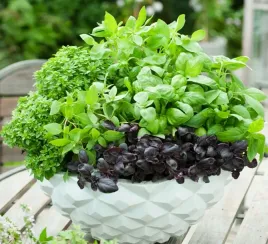 bazylia-mix-najsmaczniejszych-odmian-i-kolorow-600-nasion-ocimum-basilicum