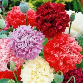mak-letni-pelny-mix-kolorow-i-jadalne-nasiona-papaver-fl-pl-500-nasion