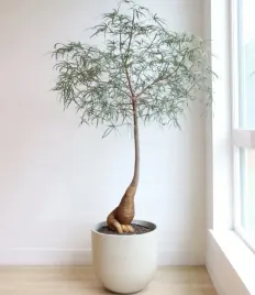drzewo-butelkowe-na-bonsai-brachychiton-rupestris-2-nasiona