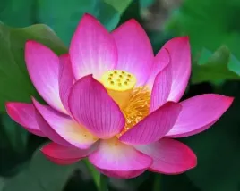 lotos-orzechodajny-rozowy-do-oczka-nelumbo-nucifera-pink-2-nasiona