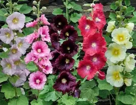 malwa-figolistna-alcea-ficifolia-mix-kolorow-do-ogrodu-50-nasion