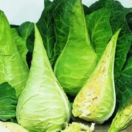 kapusta-stozkowa-biala-express-super-wczesna-300-nasion-brassica-oleracea