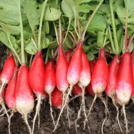 rzodkiewka-podluzna-flamboyant-3-wczesna-700-nasion-raphanus-sativus-l