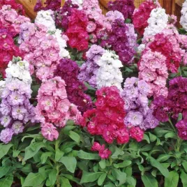 lewkonia-mix-kolorow-i-jadalne-kwiaty-mathiola-incana-annua-200-nasion
