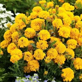 aksamitka-rozpierzchla-gypsy-sunshine-niska-tagetes-patula-nana-nasiona