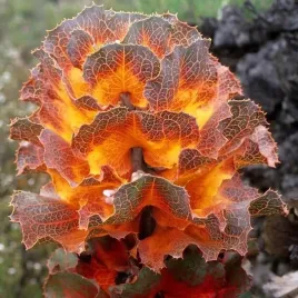 hakea-krolewska-2-nasiona-hakea-victoria-gatunek-kolekcjonerski