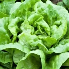 na-tasmie-salata-maslowa-glowiasta-krolowa-majowych-6-m-lactuca-sativa-l