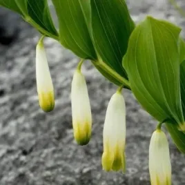 cieniolubna-kokoryczka-wielkokwiatowa-polygomatum-multiflorum-30-nasion