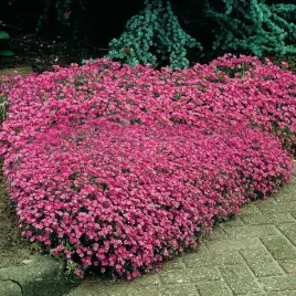 mrozoodporna-mydlnica-bazyliowata-rozowa-200-nasion-saponaria-ocymoides