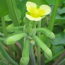 limnocharis-zolty-limnocharis-flava-do-oczka-wodnego-5-nasion