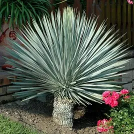 mrozoodporna-jukka-rostrata-niebiesko-srebrna-yucca-rostrata-3-nasiona