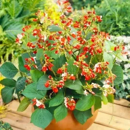 fasola-ozdobna-pnaca-mix-z-jadalnymi-stronkami-phaseolus-coccineus-nasiona
