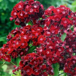gozdzik-brodaty-scarlet-beauty-dianthus-barbatus-nasiona-300-sztuk