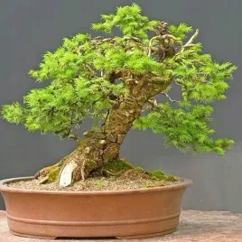 cis-pospolity-idealny-na-wieczny-zywoplot-taxus-baccata-10-nasion