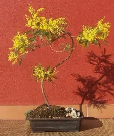 akacja-srebrzysta-acacia-dealbata-na-bonsai-do-domu-i-na-taras-20-nasion