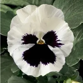 bratek-wielkokwiatowy-bialy-z-plama-viola-x-wittrockiana-150-nasion