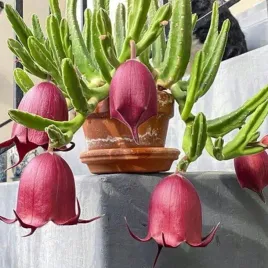 stapelia-leendertziae-czyli-padlinozerny-kwiat-leendertza-4-nasiona