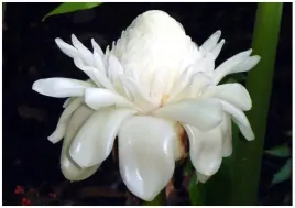etlingera-wyniosla-biala-roza-etlingera-elatior-white-nasiona-4-sztuki