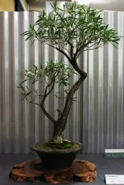 eukaliptus-rozowy-eucalyptus-leucoxylon-rosea-do-domu-i-na-taras-5-nasion