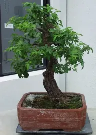 pieprz-brazylijski-schinus-terebinthifolia-5-nasion