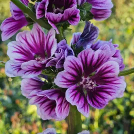 miododajny-slaz-dziki-malva-sylvestris-kwitnie-do-przymrozkow-150-nasion