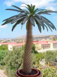 madagaskar-palm-pachypodium-lamerei-5-nasion
