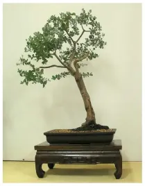 mrozoodporny-eukaliptus-tasmanski-eucalyptus-gunnii-nasiona-na-bonsai