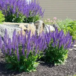 szalwia-lekarska-salvia-officinalis-70-nasion-ziolo-do-ogrodu-i-domu