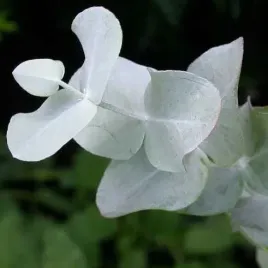mrozoodporny-eukaliptus-popielaty-do-12-c-eucalyptus-cinerea-10-nasion