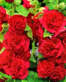 malwa-ogrodowa-pelna-czerwona-althaea-rosea-fl-pl-nasiona-50-sztuk