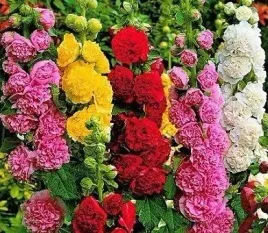 malwa-ogrodowa-pelna-alcea-rosea-fl-pl-mix-kolorow-nasiona-50-sztuk