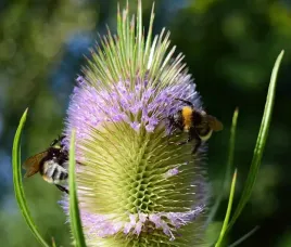 szczec-pospolita-dipsacus-fullonum-l-100-g