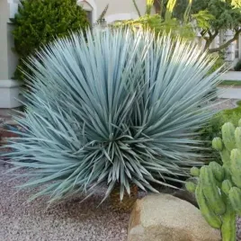 mrozoodporna-jukka-nienieska-do-18-c-yucca-rrigida-5-nasion