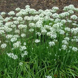 mrozoodporny-szczypiorek-czosnkowy-100-nasion-allium-tuberosum