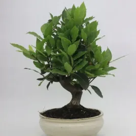 wawrzyn-szlachetny-przyprawa-na-bonsai-1-nasiono-laurus-nobilis-laurowy