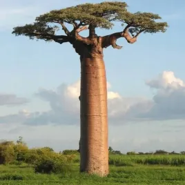 baobab-afrykanski-adansonia-digitata-do-domu-5-nasion