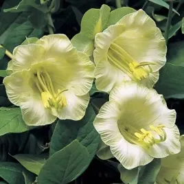 kobea-pnaca-biala-cobaea-scandens-alba-6-nasion