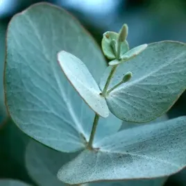 mrozoodporny-eukaliptus-popielaty-12-c-eucalyptus-cinerea-10-nasion